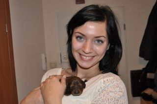 Jamnik d�ugow�osy - szczeni�